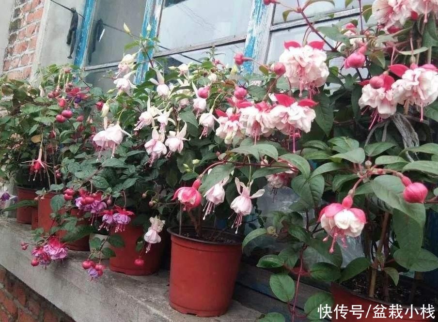  芳香|爱生活的人，家里在养4种花，鲜艳美丽芳香怡人