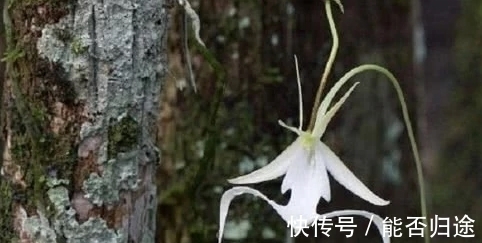 小蓉|世界上最贵的花,一朵价值1500万!发现一朵一辈子都不愁了.