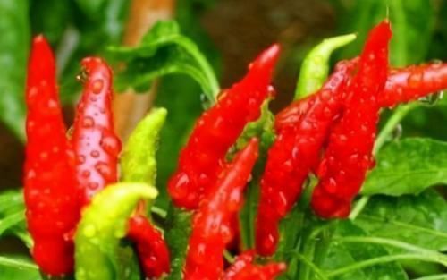 芝麻叶面条|有3种食物是血栓天敌，每天吃点血管可一通到底，你还不清楚？