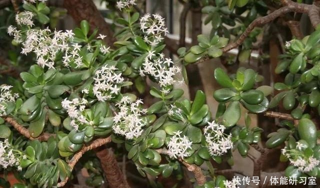 几种在夜晚释放氧气的植物,养在卧室里都不用担心!