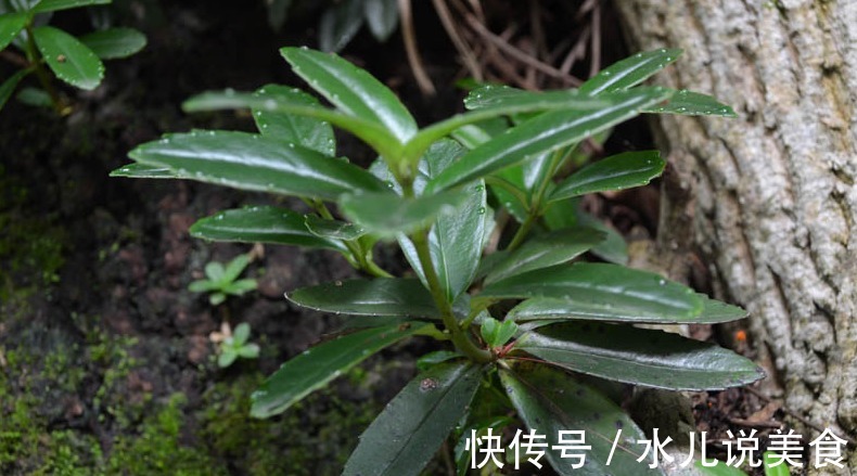 野草|乡下常见的一种植物,花朵紫白相间似喇叭状,是一味很好的中药
