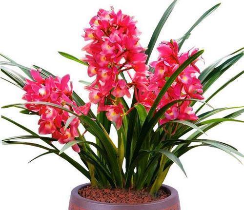 阳台|养花试试这几款,最好挂在阳台上,树枝像瀑布一样垂下