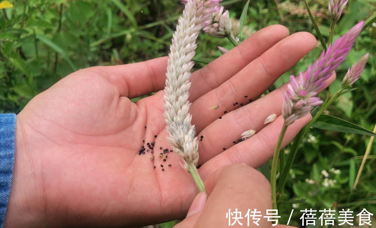 农田常见杂草青葙,都有什么用知道吗?了解完才知道它是个“宝”