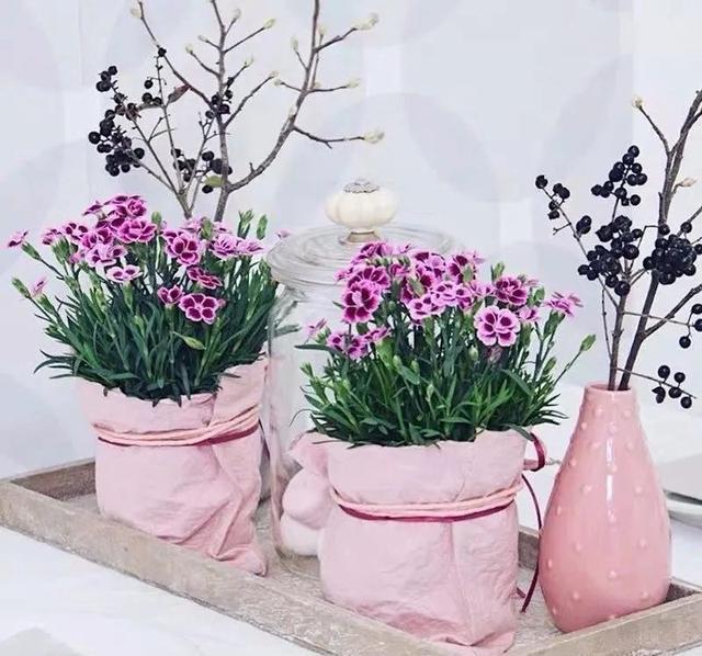 这花真好养,新手也能上手,家里养几盆,花繁色艳,漂亮极了