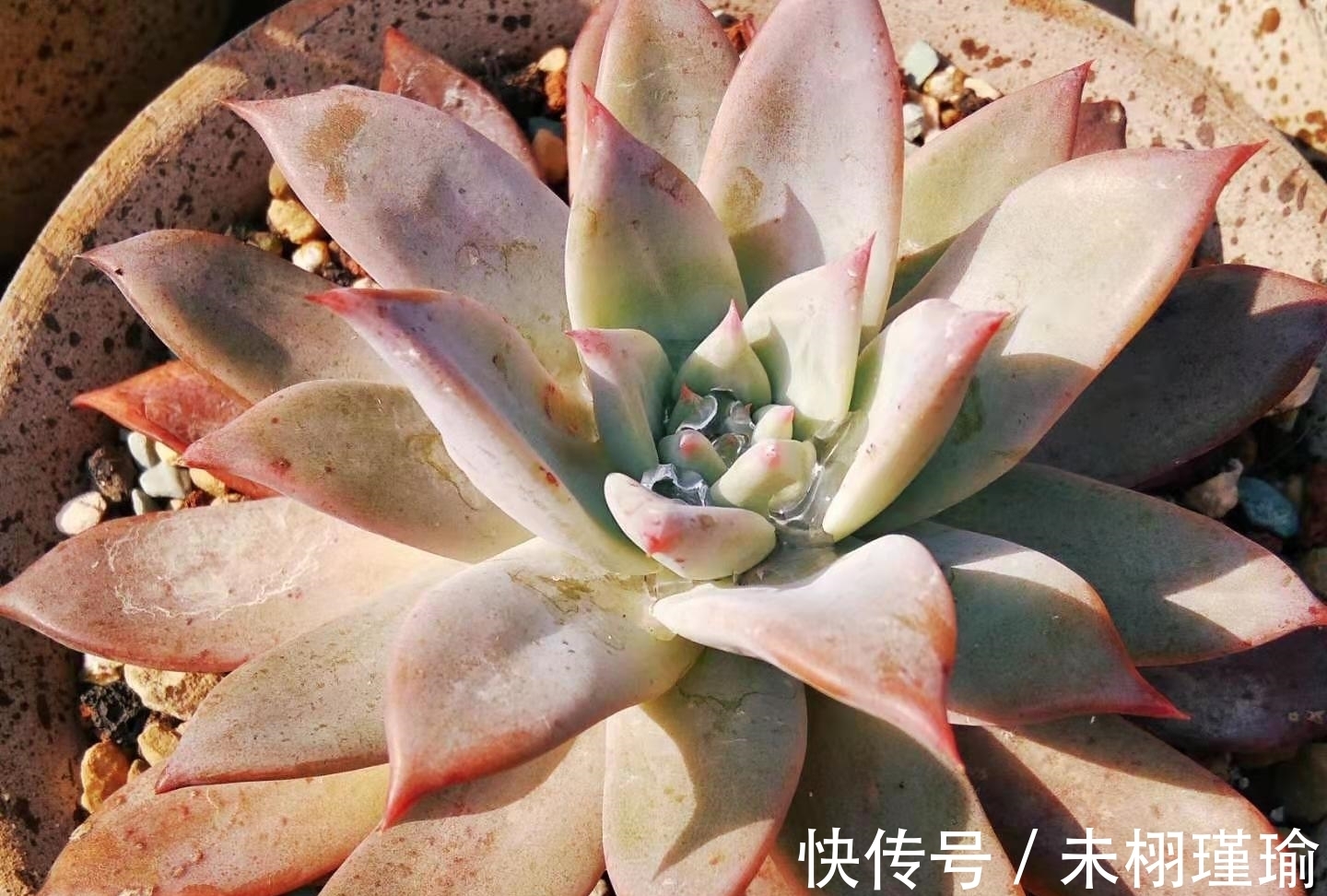 变胖|冬季多肉变绿有哪些原因你知道吗？了解清楚有助于让多肉保持状态