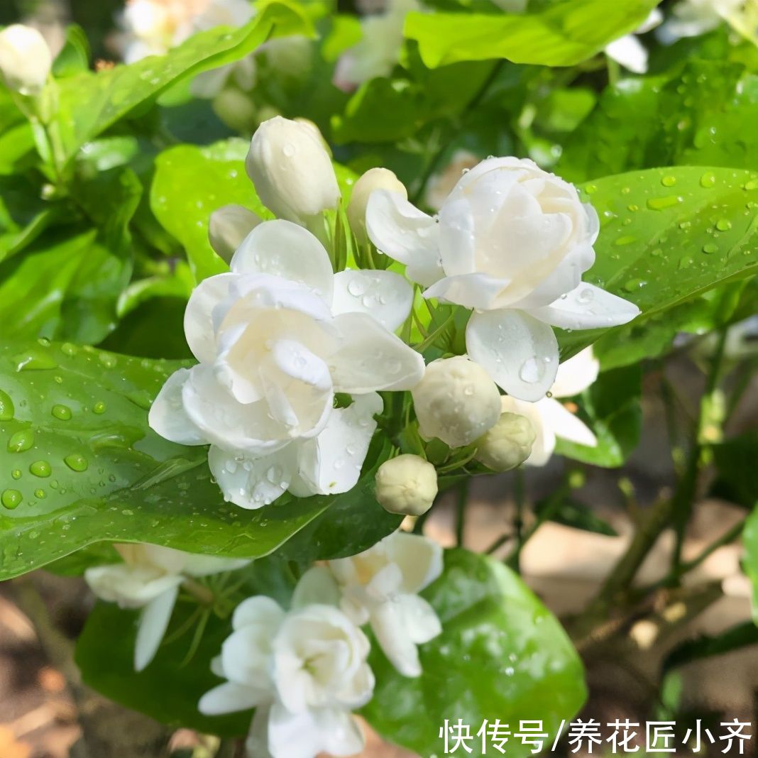 漂亮|4种植物开花漂亮，想要接着再开花，修剪才能开爆盆