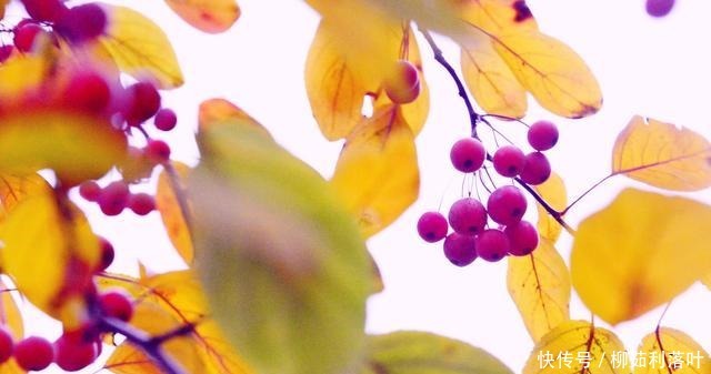 冬日|冬日海棠果!