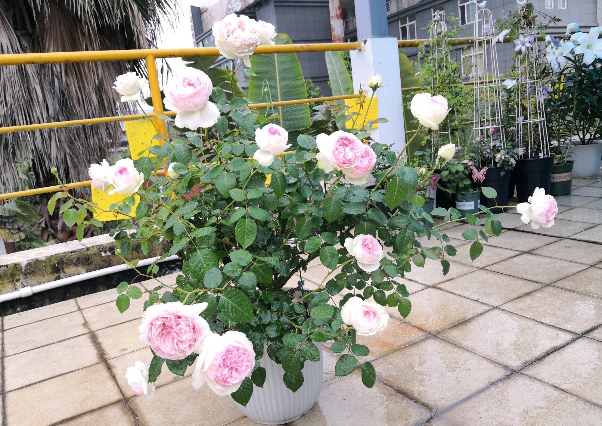 伊芙乙女心,月季界的仙女,又美又仙,浓香四溢,四季花开