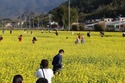 【醉美吕田】黄花风铃璀璨开满山！鹰嘴桃花粉嫩涨满屏！油菜花灿烂铺满地！