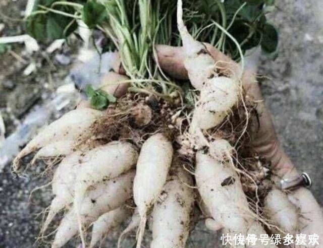 1种野草被称为“酸咪咪”，不仅能开花，还有“萝卜根”，珍贵！