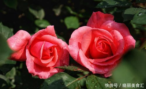  4种室内提升品位的植物，客厅摆上它，有档次