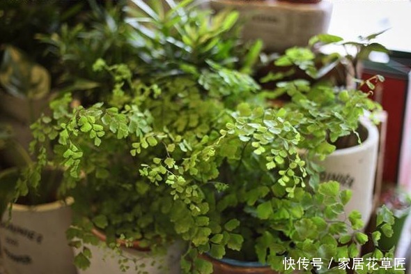 二手烟|吸烟有害健康,这几种花可是救命稻草呢,还不赶快养起来