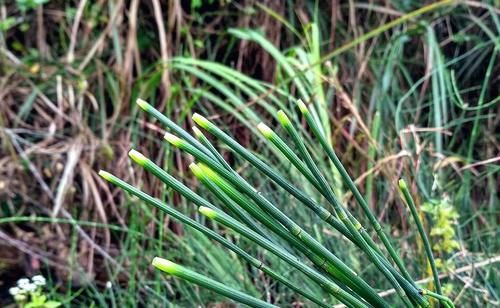 生于路旁，俗称“节节草”，好多人不知道它是宝，有啥珍贵？