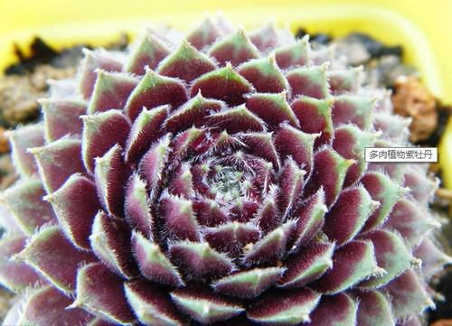 春季如何把多肉养出好状态？方法就在下面4点里，实用还简单