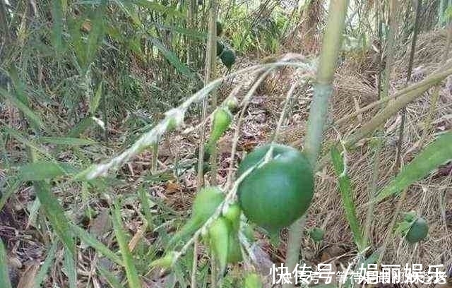 有一种植物，一结果就表示它周围的树也要死亡了！