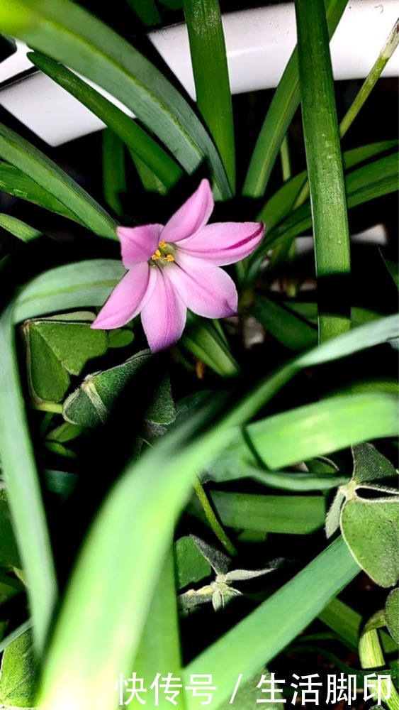 花花|1种花长得像“韭菜”，开花却像“小星星”，颜色美得像彩虹