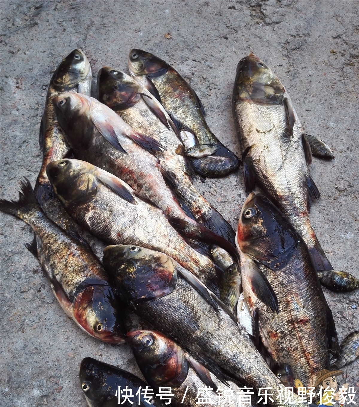 钓友|夏季手竿钓鲢鳙攻略,个头大遛鱼刺激,新手都可掌握