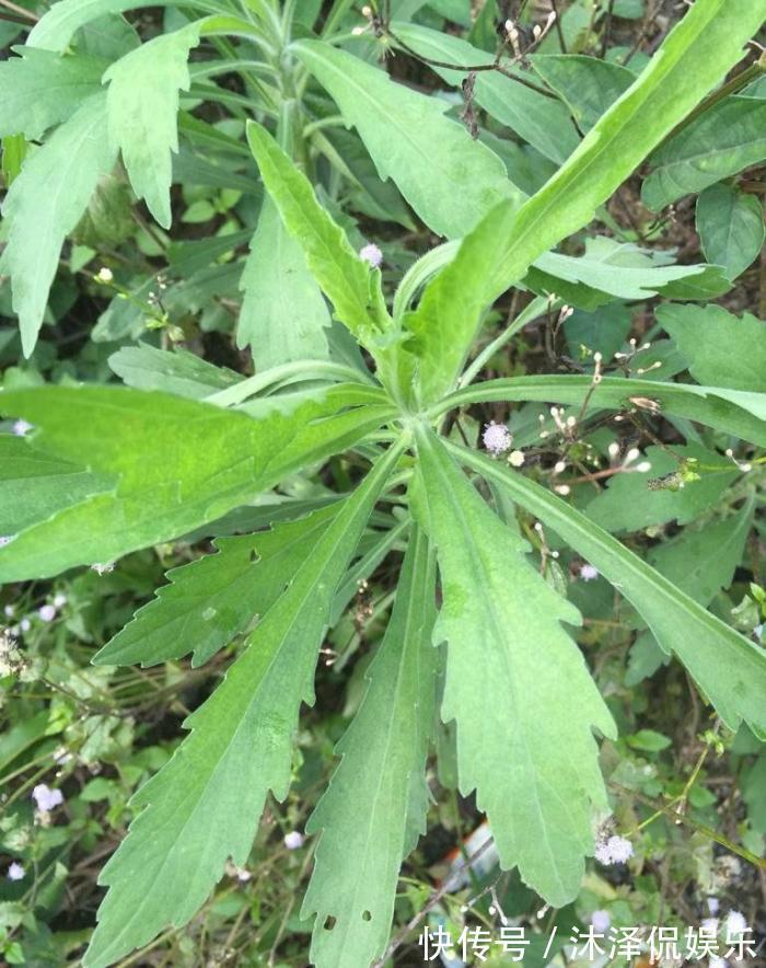 农民朋友|此物名为“醉酒草”,是治疗肠胃“特效药”,路边就有,见了带走