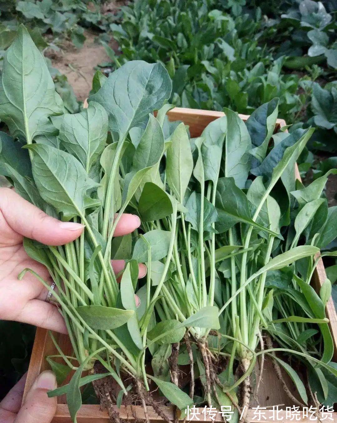 菠菜“太贵啦”,不如自己在家种,掌握4个技巧,一个冬天吃不完