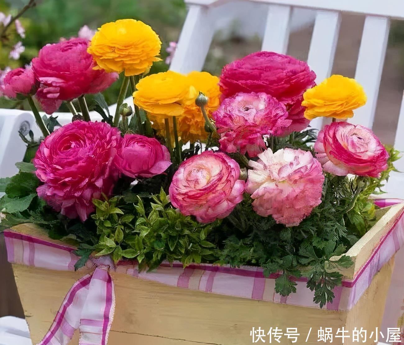 名字土掉渣、开花却很漂亮的8种花，你家养过几种？