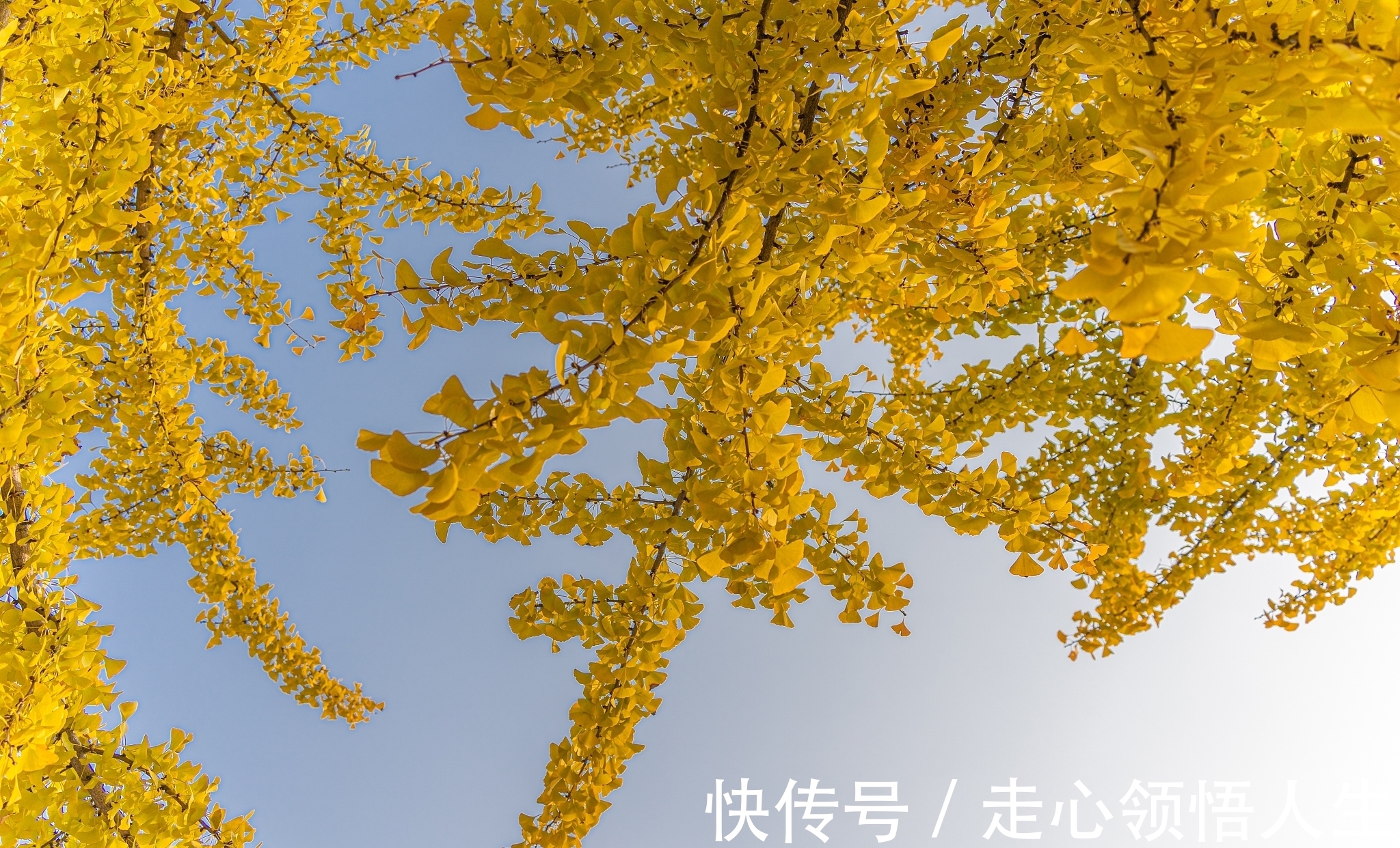 诗人!宋诗精华五首,其中一首是王安石的送别佳作,值得一读