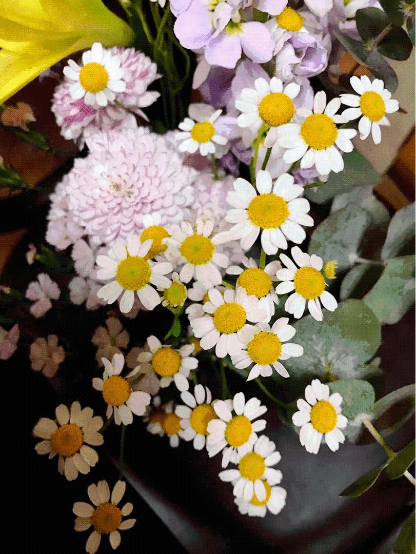 花束|不止做配花！一捧洋甘菊花束，友情爱情无限延续