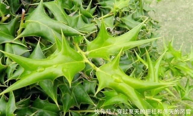 叶子长|鸟见此树不停留,人见此树就绕开,但价值很高,俗称“鸟不宿”