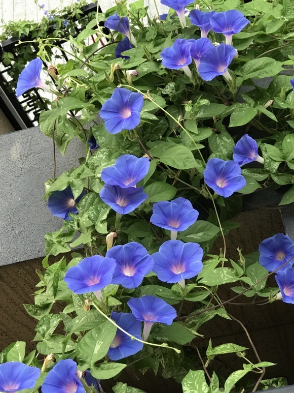 4种爬藤花，爬墙而不伤墙，开花好看，可以放心养！