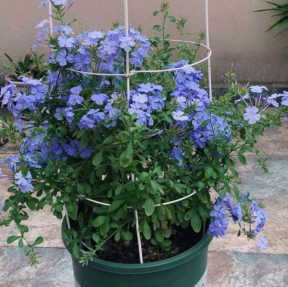 让蓝雪花开花更多,天天开花,开成花墙的“两个”方法