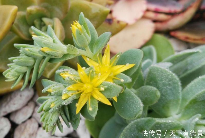 多肉红化妆|多肉红化妆和薄化妆根本不是同一种多肉,它们只是名称相似而已