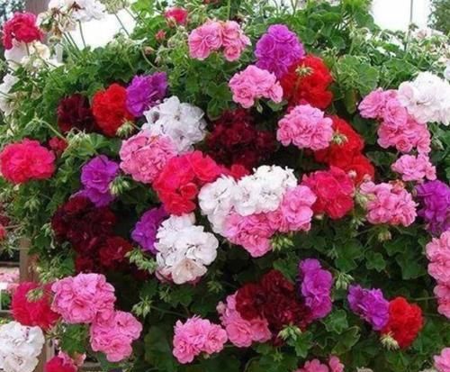  养上|家里养上3种花，浇水就疯长，开花爆盆很容易