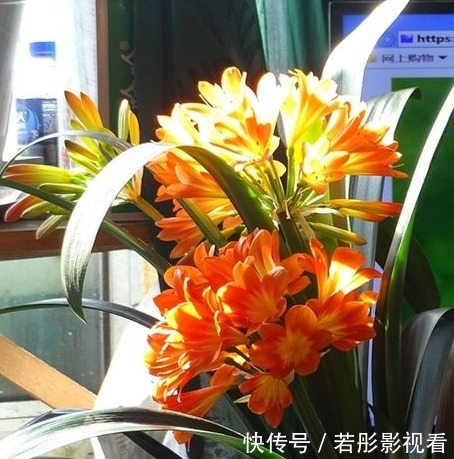 龙骨|富裕家庭都养“3种花”,摆在客厅金玉满堂,懂行人都会养一盆