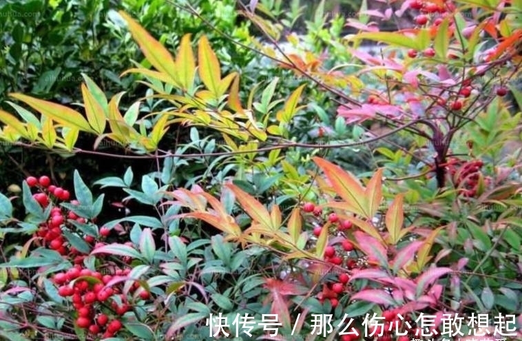 数据库|漂亮的有毒花，认识20种“大毒花”，涨知识不吃亏