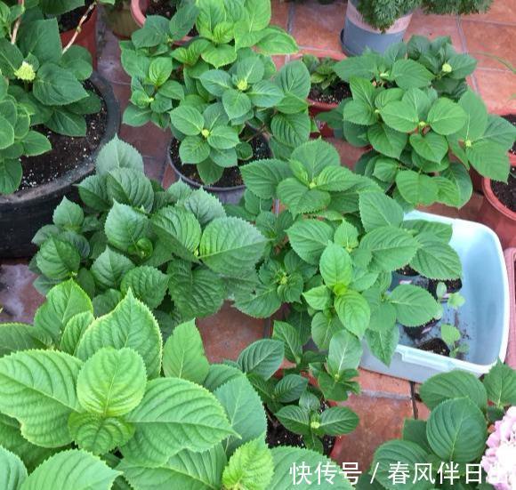 春天买绣球,“老的”不如小的好,便宜好养,开花劲头大