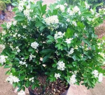 养护|丢了2盆绿萝,种上一棵“香水花”,比茉莉好养,清香小半年