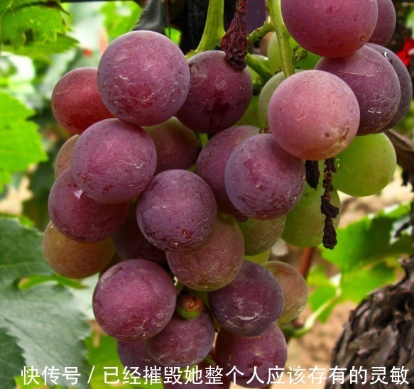 零食|女性晚上当零食吃几颗,排出子宫毒素,皱纹不见了,皮肤水嫩嫩