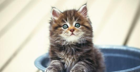 |幽默笑话:看着外面这美好月色,打电话约暗恋许久的女秘书去喝酒