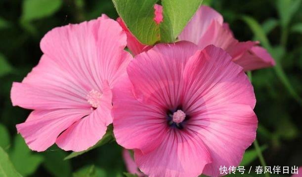 这几款小花,便宜又好养,花儿轻松开爆盆,适合阳台盆栽