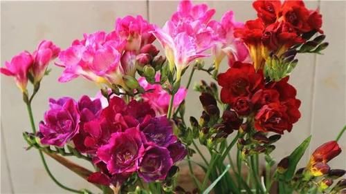  种花|比香水好闻的3种花，冬天开爆盆，满屋飘香精神好！