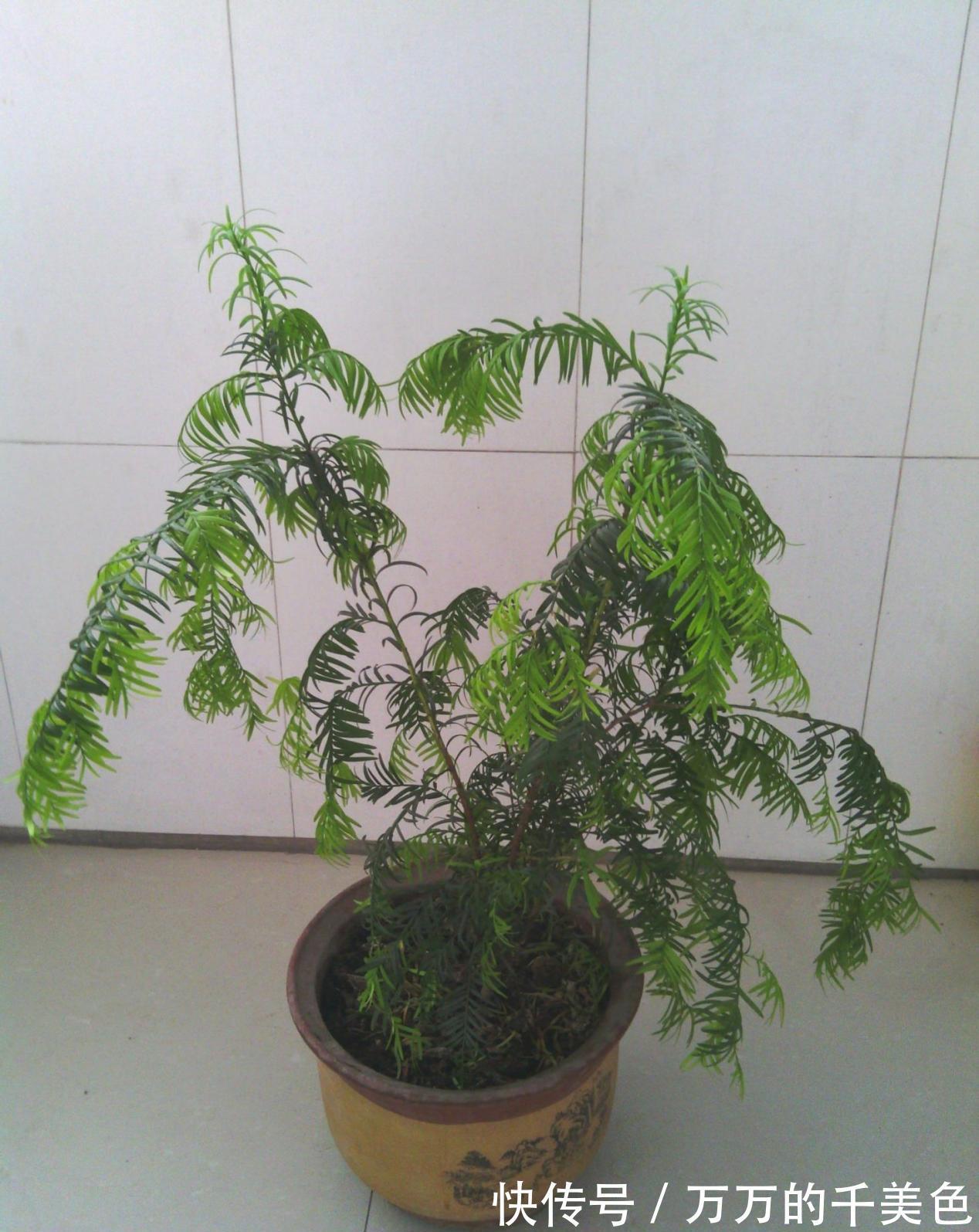 成活率|大蒜真是个“宝”,养花就有4大妙用,甭错过!