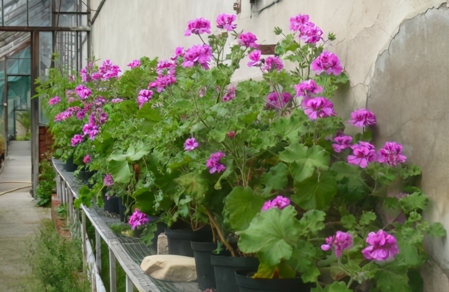 扦插|邻居的院子夏日几乎没“蚊虫”,原来是因为养了3种花,我也要养