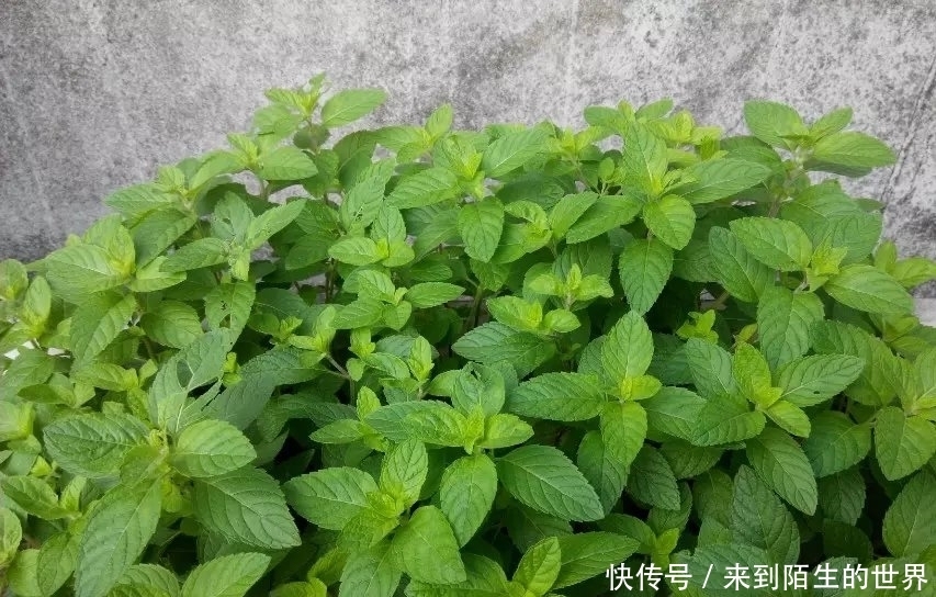 營養|城里吃不到的5種野菜,個個營養秒殺保健品,最后一種沒幾個人懂