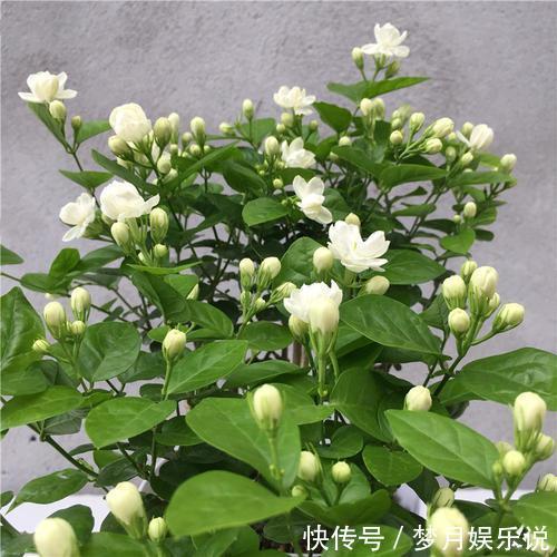 什么羊粪、淘米水都不如“1勺粉末”,浇水加一点,25天吐花苞