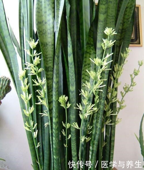 蛭石|栽植虎皮兰,土壤里加点“它”,叶片碧绿旺盛,一年长高30cm!