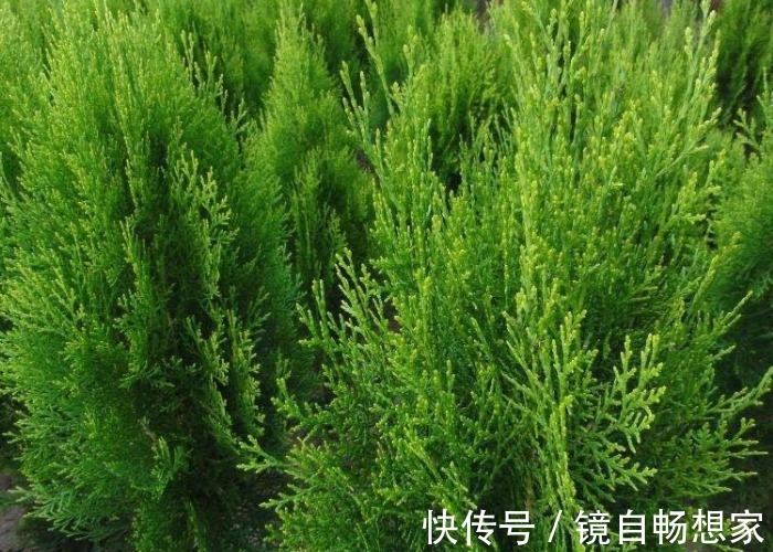 洗发水|农村里不花一分钱的树叶,既生发还能治白发,百元染发剂都比不上