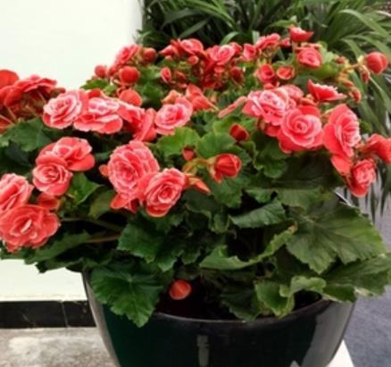 高颜值|9月养花好时节,推荐这款高颜值花,皮实好养花姿艳丽