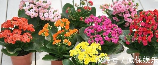 长寿花不会养没关系，记住以下几个数字，让你轻松养爆盆