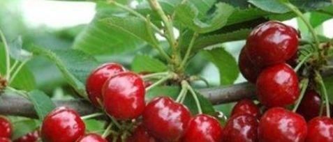 雪里红|会吃的人最健康，常吃三种食物，排毒护肝，减肥消脂，有益健康