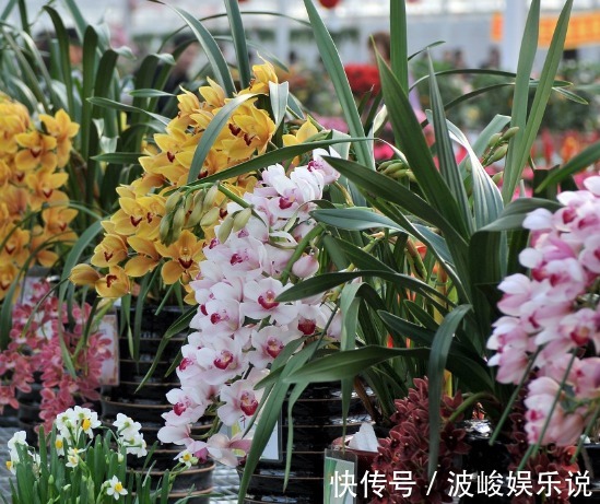 施肥|“兰花”怎么养做好5点,叶子油绿,开花多,又香又好看!