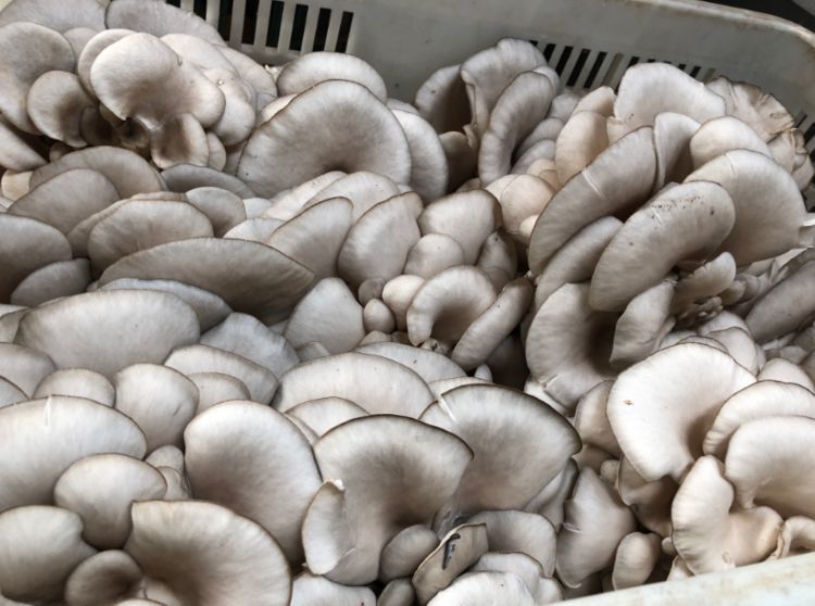 买平菇，挑大的还是小的？菇农教你4个妙招，新鲜品质好，更好吃